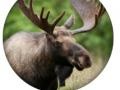 Гульня Animal Quiz 