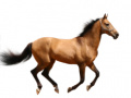 Гульня Create Your Own Horse