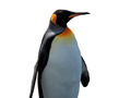 Гульня Penguin Painting: Coloring For Kids