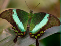 Гульня 100 Pics Quiz Online