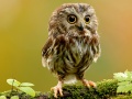 Гульня Animal Hidden Stars