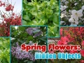 Гульня Spring Flowers: Hidden Objects