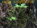 Гульня Mystic sunset forest