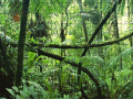 Гульня Jigsaw puzzle: Rainforest