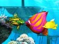 Гульня Big Fish Eat Small Fish