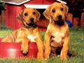 Гульня Puppy Pairs Puzzle