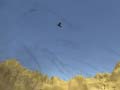 Гульня Toucan Shooter