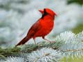 Гульня Birds Puzzle