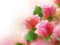 Гульня Pink Roses