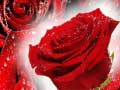 Гульня Red Roses