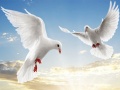 Гульня Flying Birds