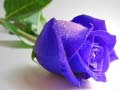 Гульня Blue Roses