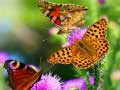Гульня Butterfly Slide