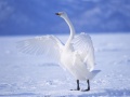 Гульня Graceful Swans