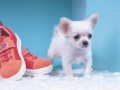 Гульня Lovely Puppy Puzzle