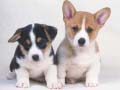 Гульня Cute Puppies Puzzle