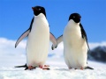 Гульня Penguin Puzzle