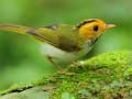 Гульня Birds Slide