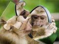 Гульня Chimpanzee Jigsaw