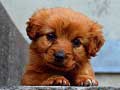 Гульня Puppy Puzzle