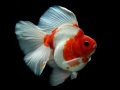 Гульня Gold Fish Jigsaw Puzzle