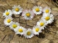 Гульня Daisy Heart Jigsaw