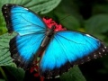 Гульня Nature Jigsaw Puzzle Butterfly