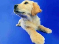 Гульня Funny Cats And Dogs Jigsaw Puzzle