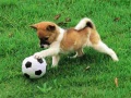 Гульня Playful Puppy Outdoor Puzzle