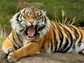 Гульня Animals Jigsaw Puzzle Tiger