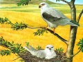 Гульня Birds Of Prey Puzzle