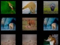 Гульня Animal Memory