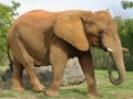 Гульня Animals Jigsaw Puzzle - Elephants