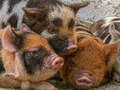 Гульня Piglet Piggy Jigsaw
