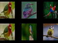 Гульня Memorize the birds