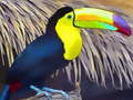 Гульня Toucan Bird Jigsaw