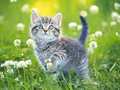 Гульня Kittens Jigsaw