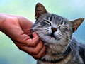 Гульня Tickling Cat