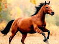 Гульня Horse Slide
