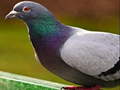 Гульня Pigeon Jigsaw Puzzle