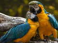 Гульня Parrot Jigsaw