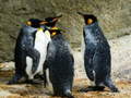 Гульня King Penguin Jigsaw