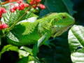 Гульня Wild Iguana