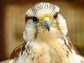 Гульня Gyrfalcon Jigsaw