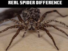 Гульня Real Spider Difference